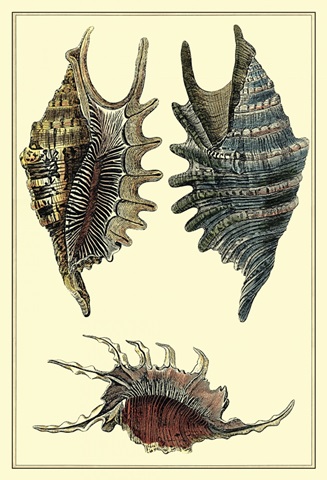 Classic Shells III