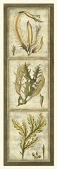 Exotic Seaweed Panel I