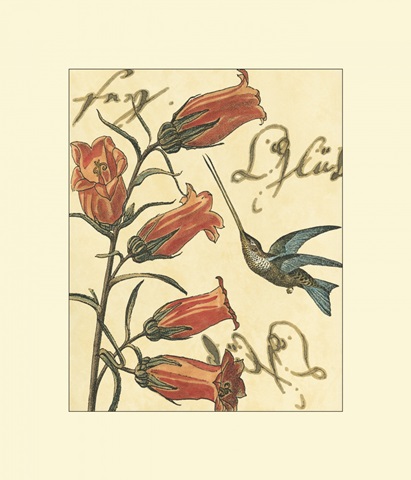 Hummingbird Reverie II