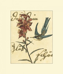 Hummingbird Reverie IV