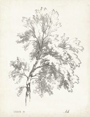 Ash Tree Study