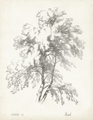 Birch Tree Study