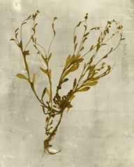 Impressions in Mustard