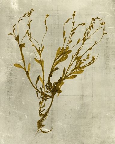 Impressions in Mustard