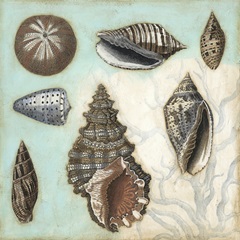 Antique Shell Collage I