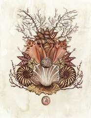 Baroque Nautilus II