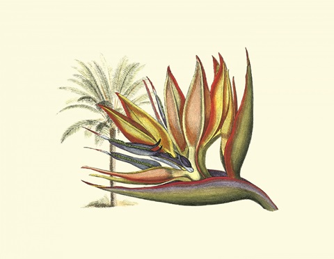 Bird of Paradise I
