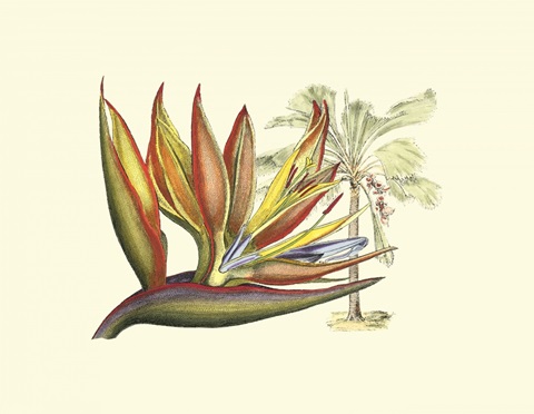 Bird of Paradise II