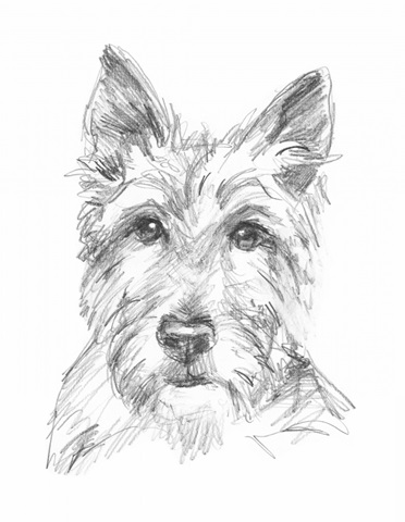 Constant Companion IV