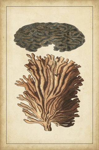 Coral Companion I