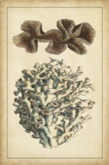 Coral Companion II