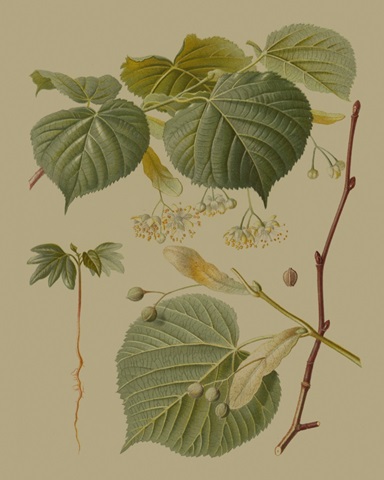 Forest Foliage I