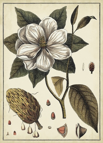 Ivory Botanical Study I