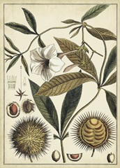 Ivory Botanical Study II