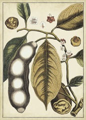 Ivory Botanical Study V
