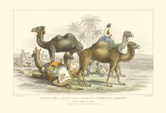 Arabian Camels