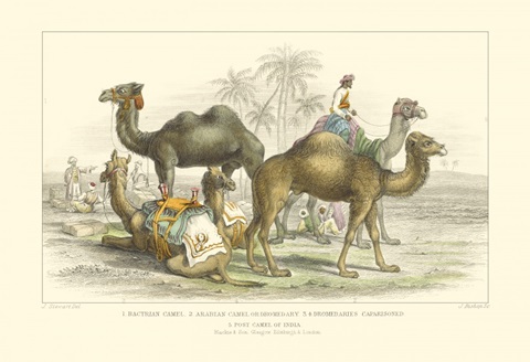 Arabian Camels
