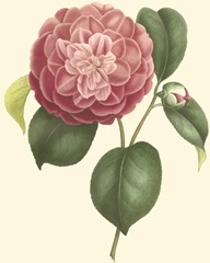 Camellia Blooms I
