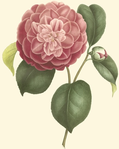 Camellia Blooms I