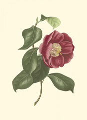 Camellia Blooms II