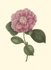 Camellia Blooms III