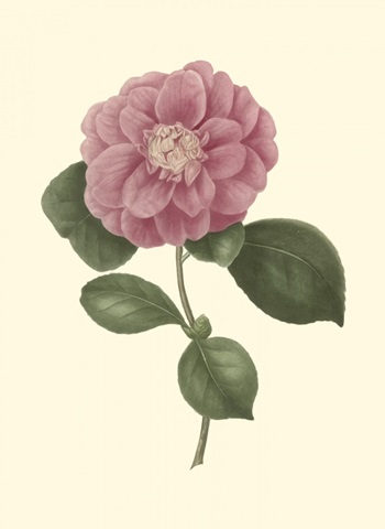 Camellia Blooms III