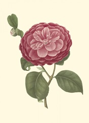 Camellia Blooms IV