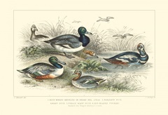 Duck Varieties