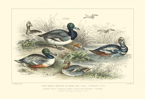 Duck Varieties