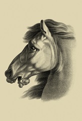 Equestrian Portrait III