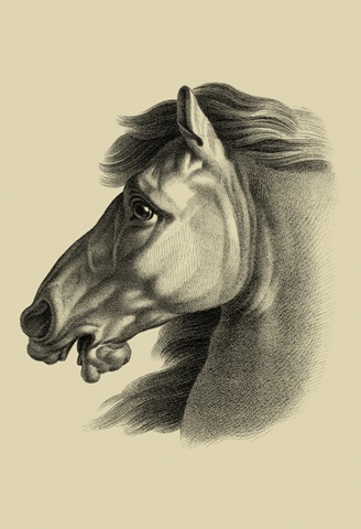 Equestrian Portrait III