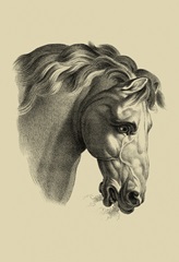 Equestrian Portrait IV