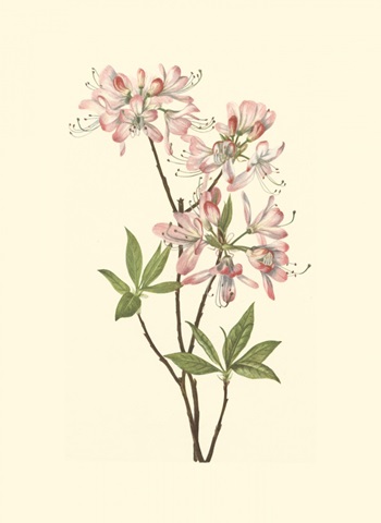 Garden Potpourri III