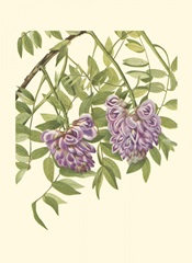 Garden Potpourri VII