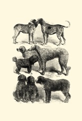 International Show Dogs, 1863 I