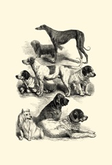International Show Dogs, 1863 II