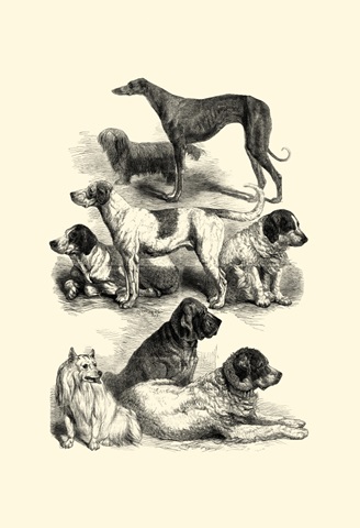 International Show Dogs, 1863 II