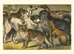 Johnson's Dog Breeds I