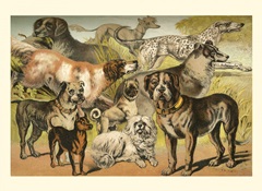Johnson's Dog Breeds II
