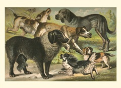 Johnson's Dog Breeds III
