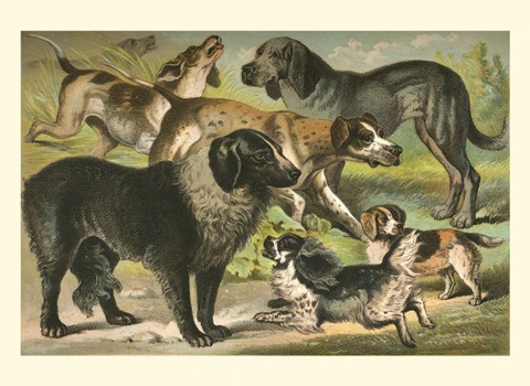 Johnson's Dog Breeds III