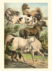 Johnson's Horse Breeds II