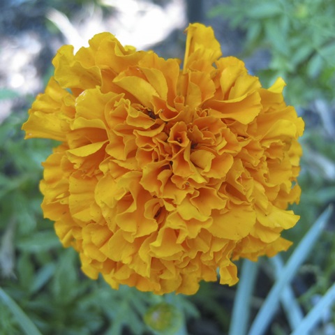 Marigold II