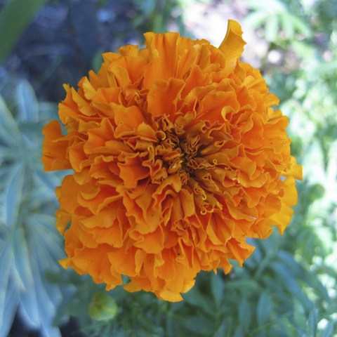 Marigold III