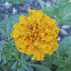 Marigold IV