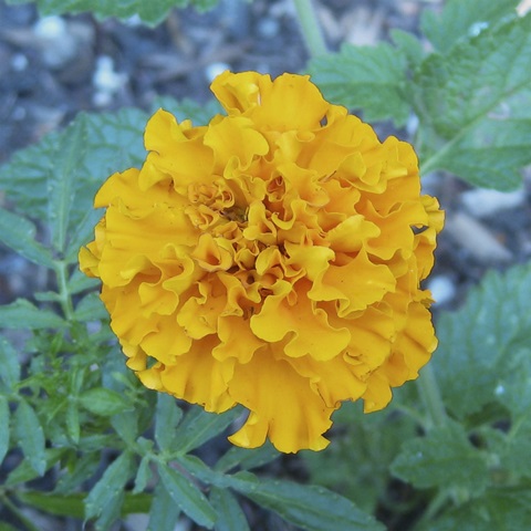 Marigold IV