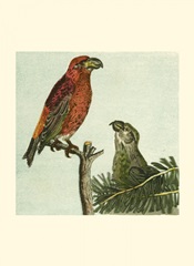Mini Vintage Birds I