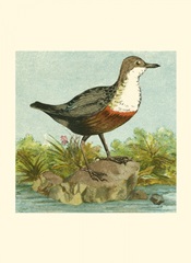 Mini Vintage Birds VII