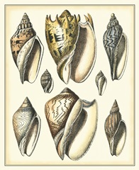 Of Sea and Shore II