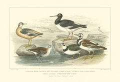 Oyster Catchers